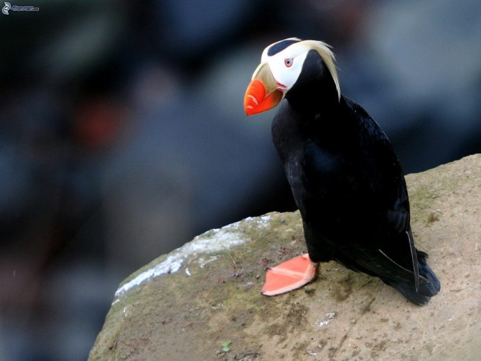 Крачка Инка птица