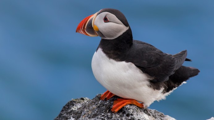 Крачка Инка усы