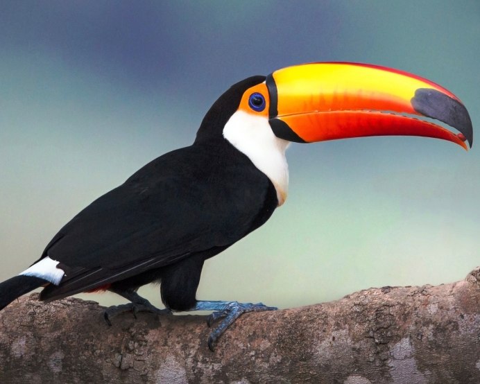 Атлантический паффин