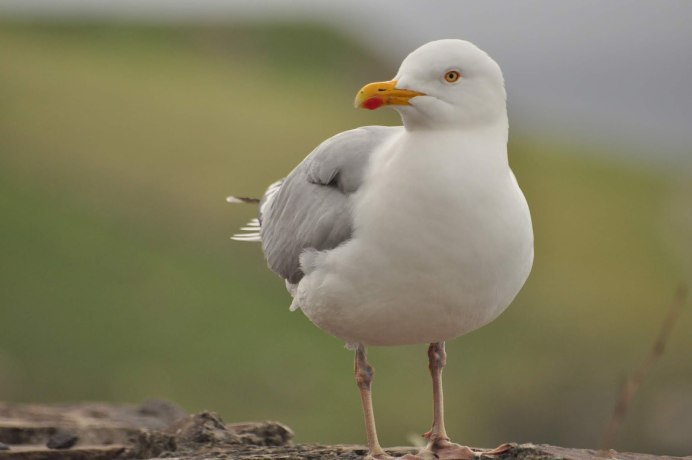 Крачка птица