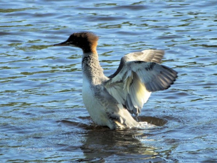 Обыкновенный Турпан