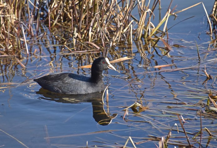 Косатый селезень