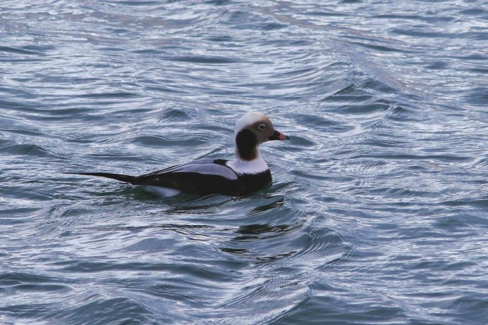 Водоплавающие птицы Краснозобая Гага