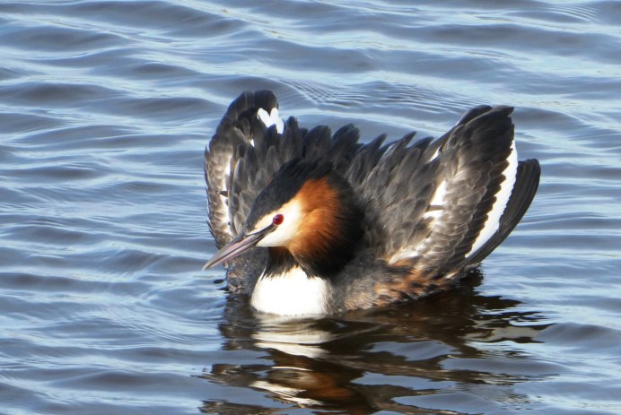 Серебристая Дикая утка кряква