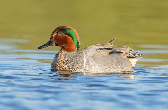 Водоплавающие птицы Балтийского моря