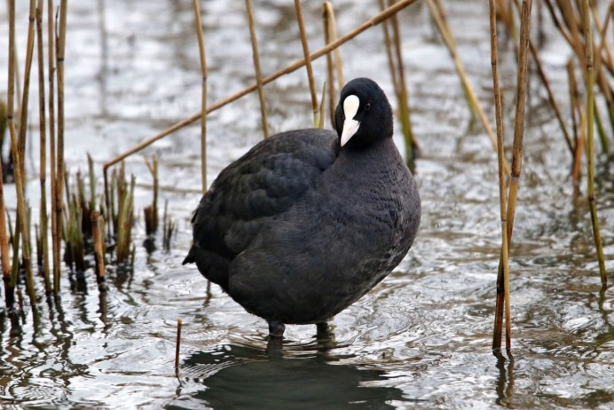 Весенняя кряква