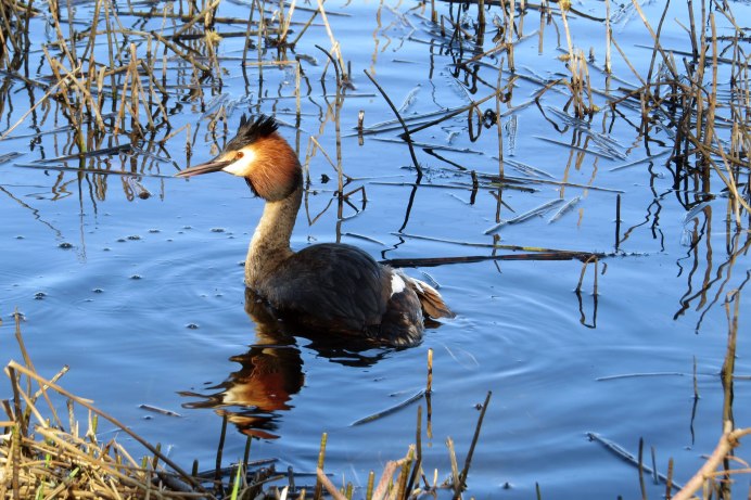 Водоплавающие птицы белого моря
