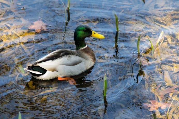 Водоплавающие весной