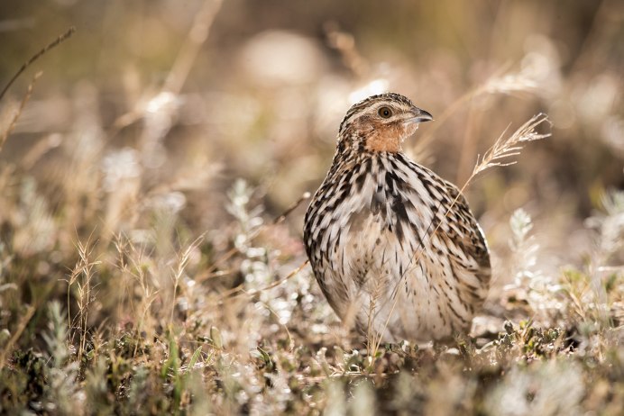 Перепел Coturnix Coturnix