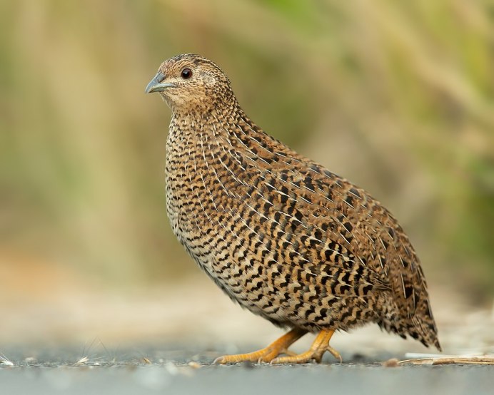 Перепел обыкновенный Coturnix Coturnix