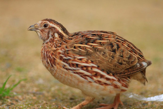 Перепел Coturnix Coturnix