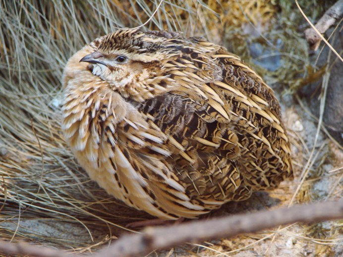 Перепел обыкновенный Coturnix Coturnix