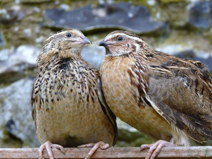 Перепел Coturnix Coturnix