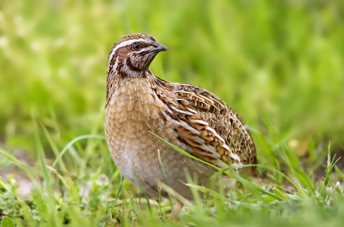 Перепел Coturnix Coturnix