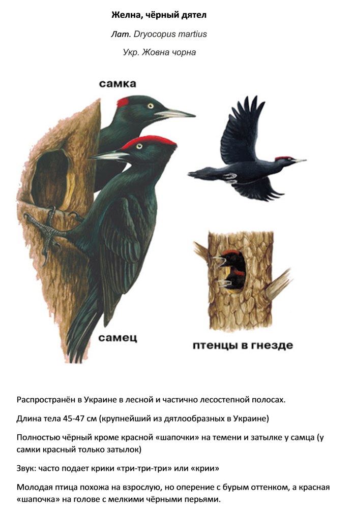 Малый пестрый дятел самка