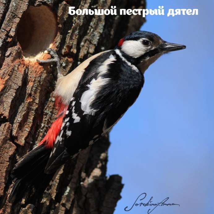 Дятловые птицы определитель