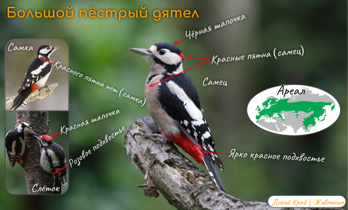 Дятел Красноярского края