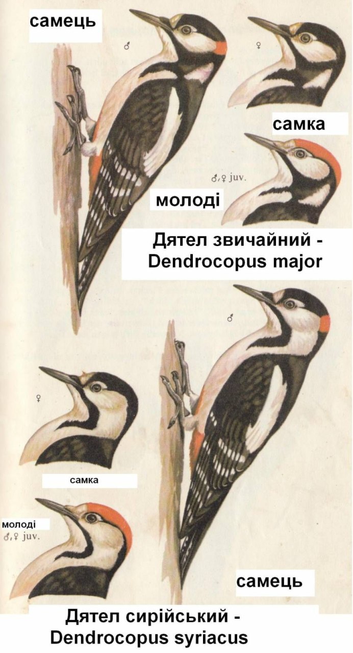 Пестрый дятел самец