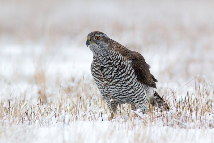 Соколиные Falconidae