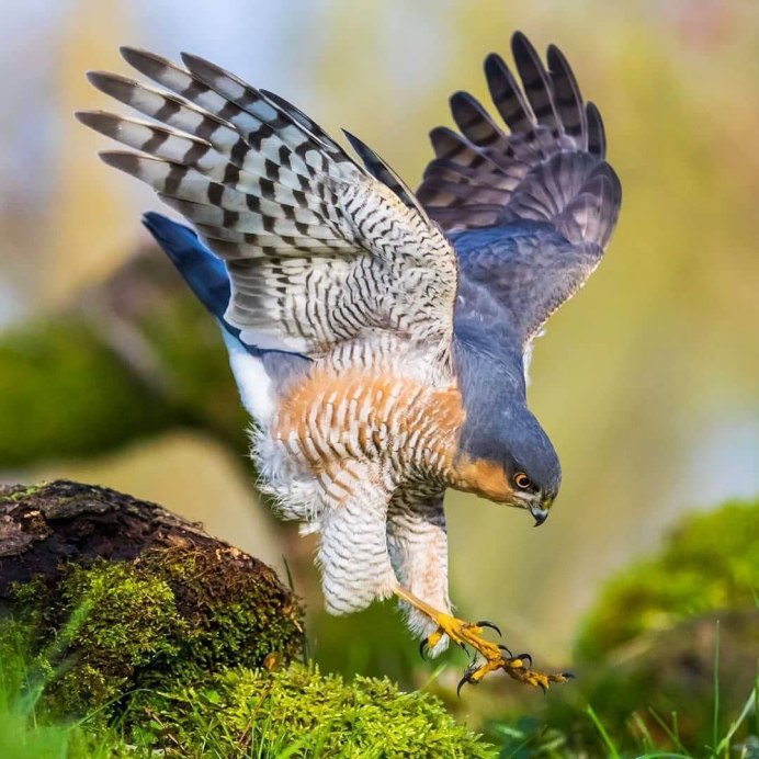 Балабан птица