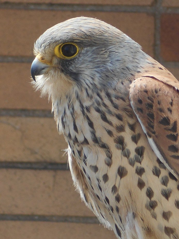 Ястреб - тетеревятник (Accipiter gentilis)