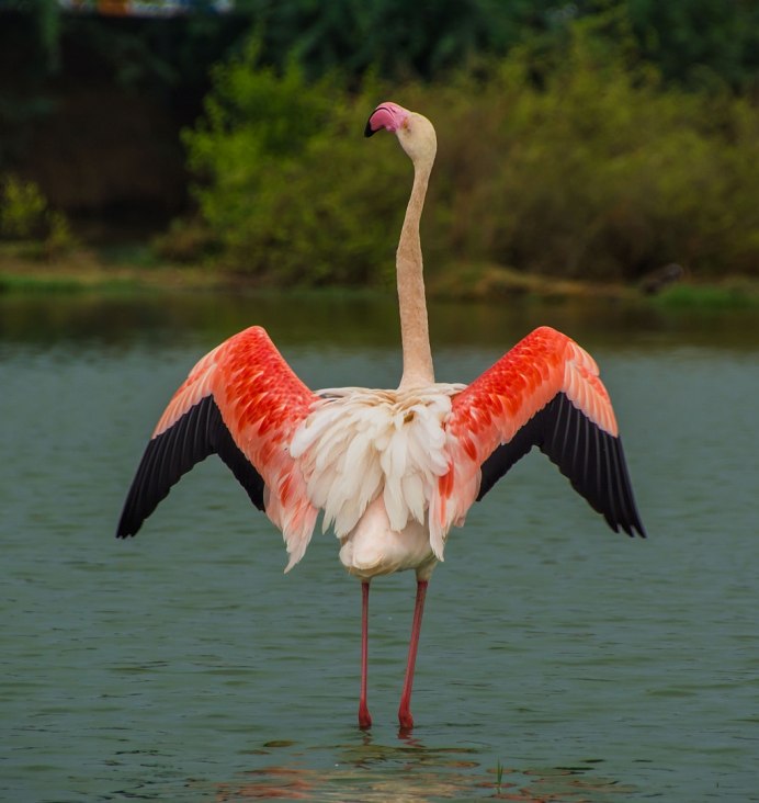 Phoenicopterus roseus