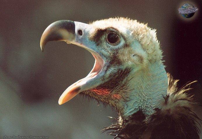 Neophron percnopterus