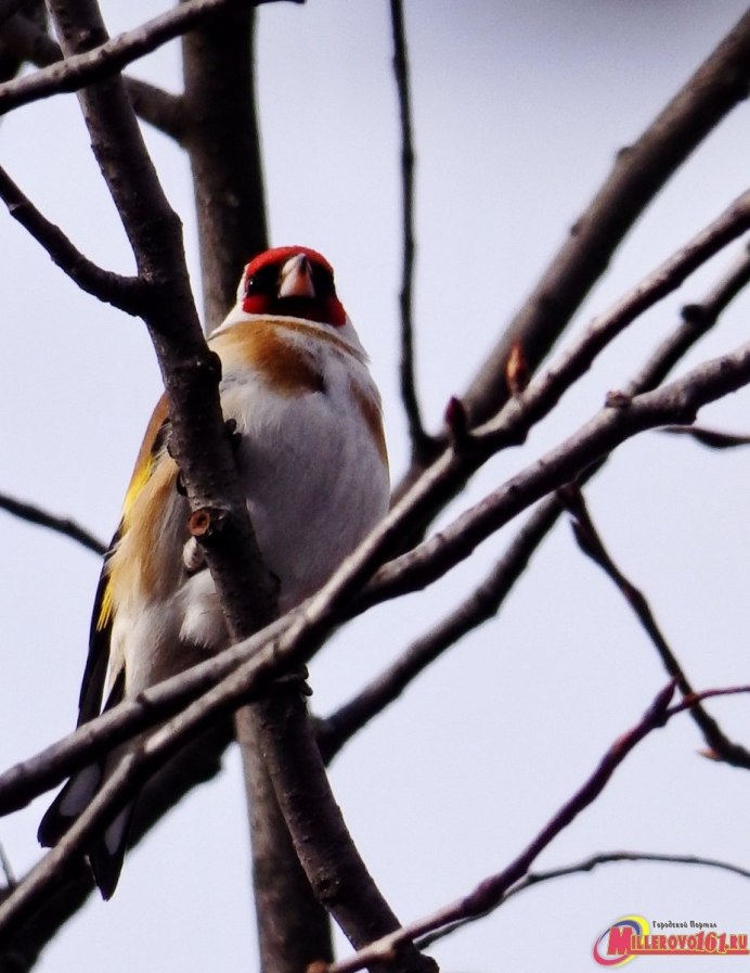 Птица амазонки с красной головой и хохолком