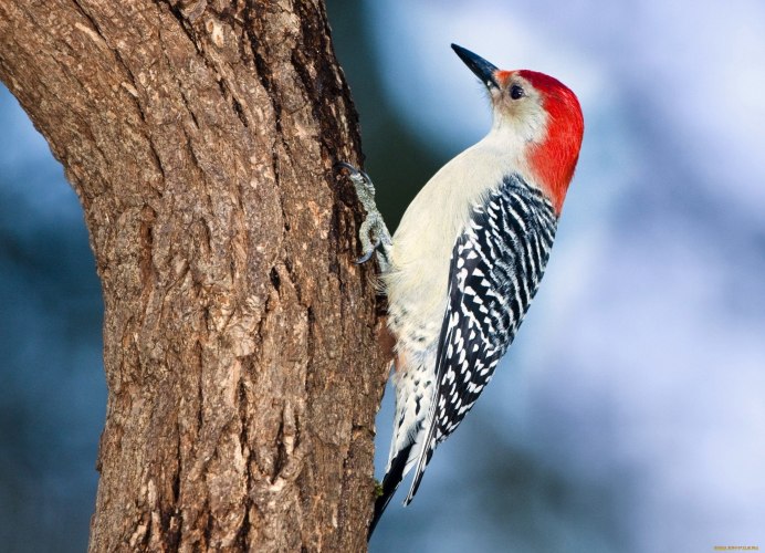 Птица с красным гребешком