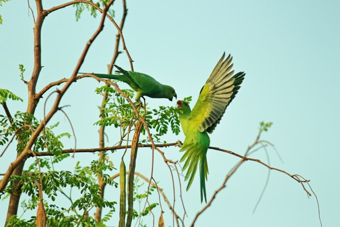 Green Parrot Finch