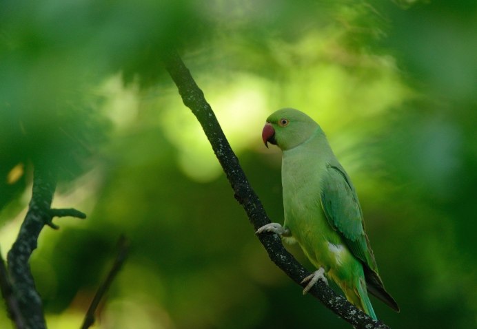 Green Cheek Conure попугай