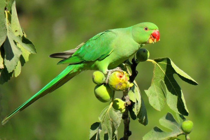 Попугай ,Эклектус (Eclectus roratus)
