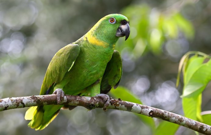 Forpus passerinus