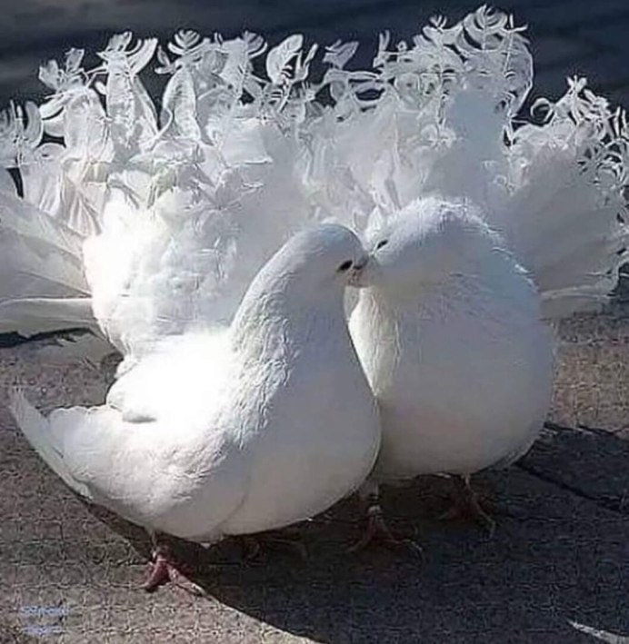 Влюбленные голуби