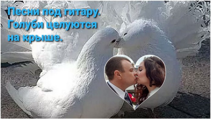 Голуби на рабочий стол