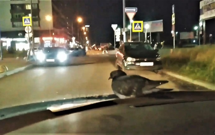 Два голубя
