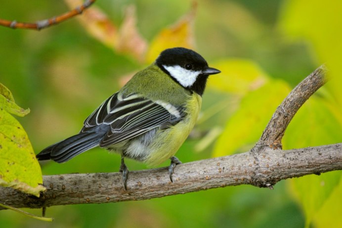 Маленькая городская птичка