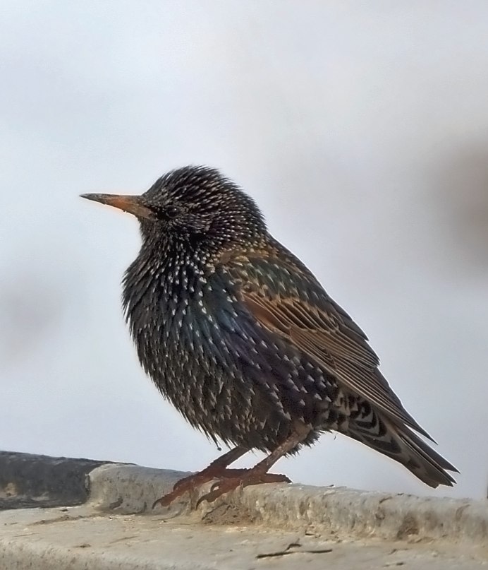 Птица черная с белыми пятнышками