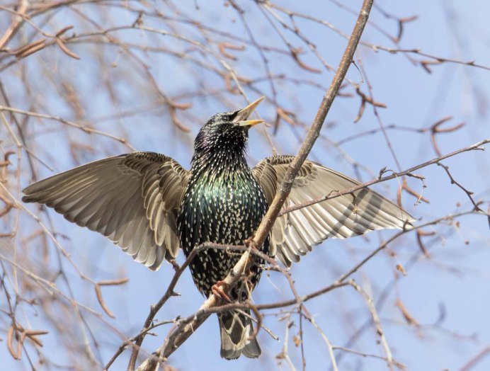 Птицы на земле