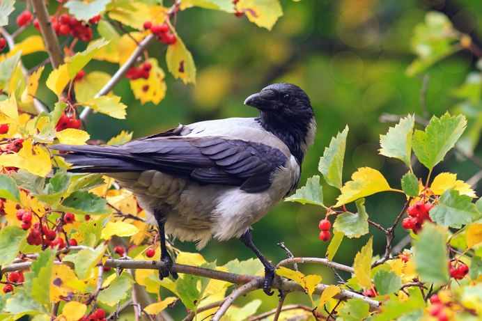 Городские птицы фото