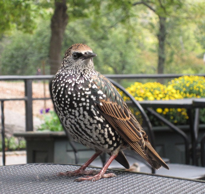 Птицы Питера