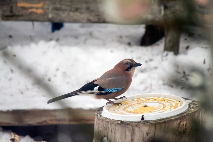 Ареал сороки