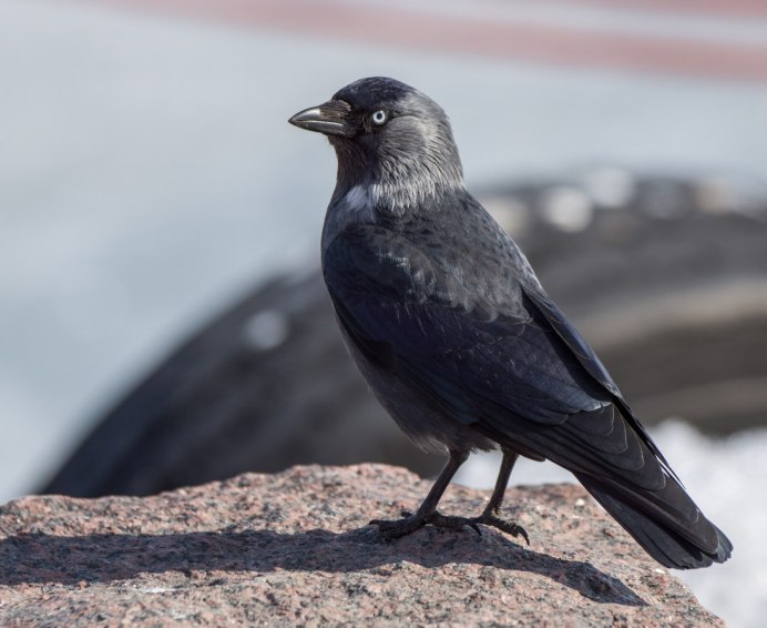 Серая Галка птица