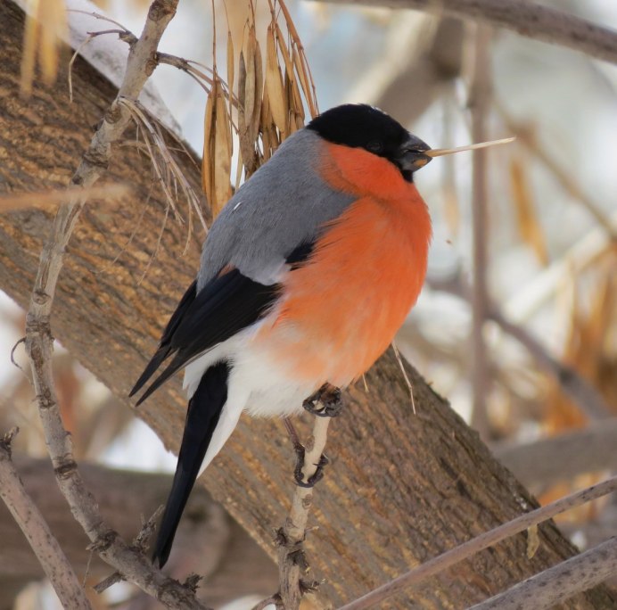 Бурый Снегирь