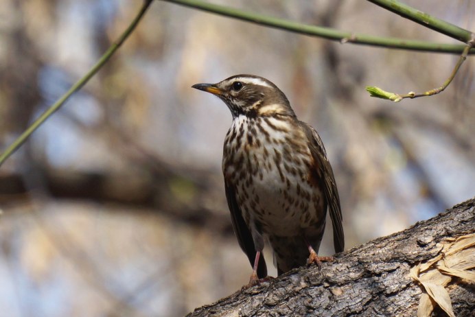 Городские птицы Москвы