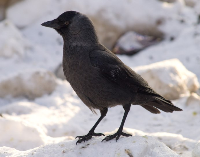 Зимующие птицы Галка