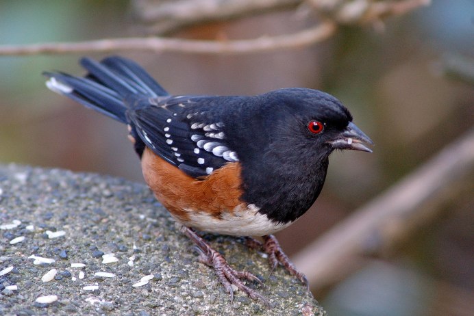 Птицы и Мегаполис