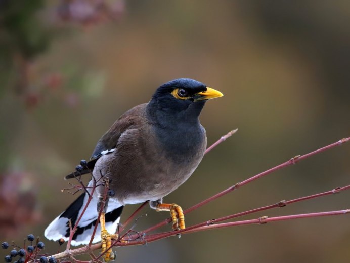 Скворец пятнистый