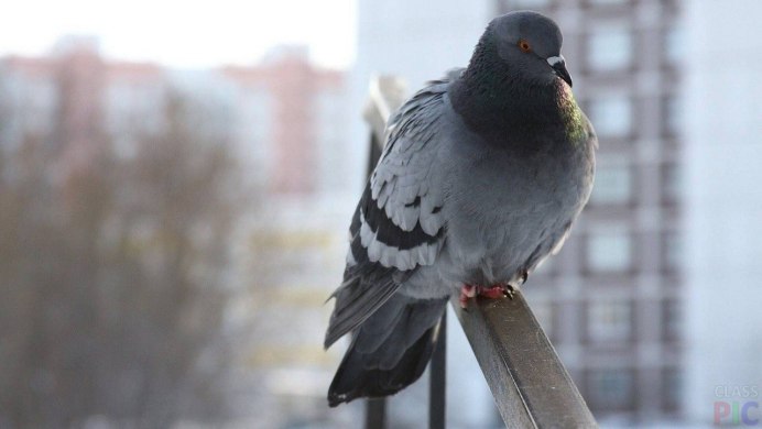 Павел голубь