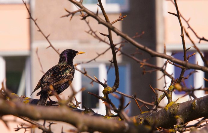 Птицы в городе